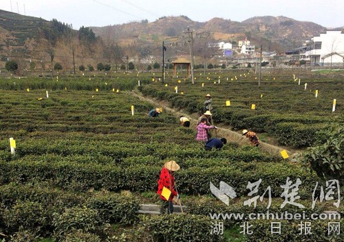 野竹坪鎮未來繁榮藍圖，最新發展規劃揭秘