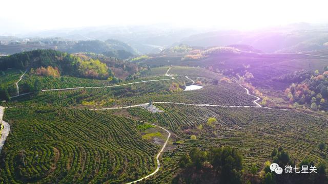 茶坪社區村最新動態報道