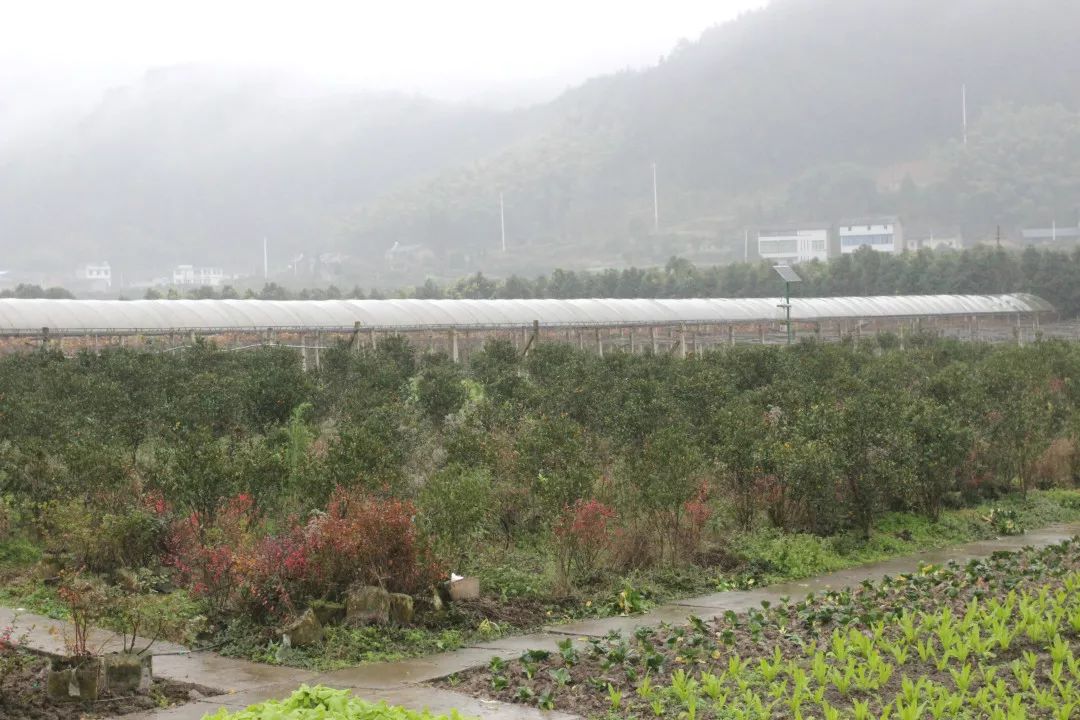 肇源農場最新項目，引領農業現代化新潮流