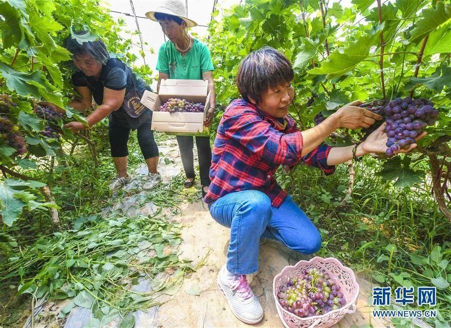 前沁農場最新項目，引領現代農業的新篇章