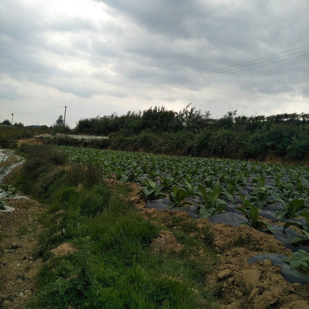 馬克堂鎮天氣預報更新通知