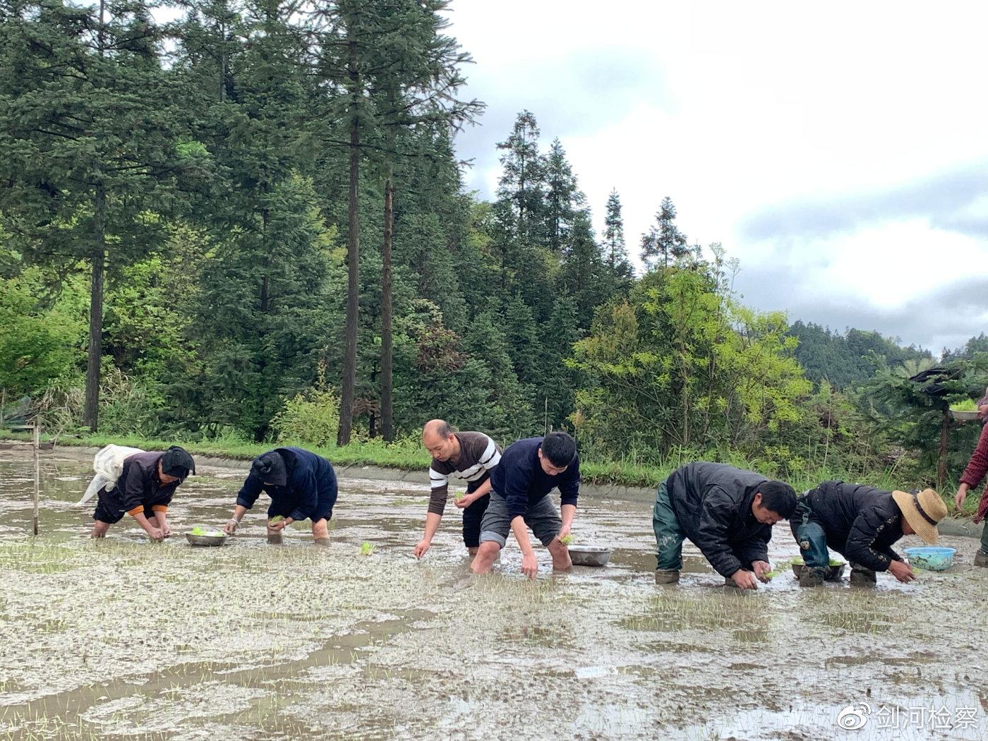 人民社區居委會天氣預報更新通知