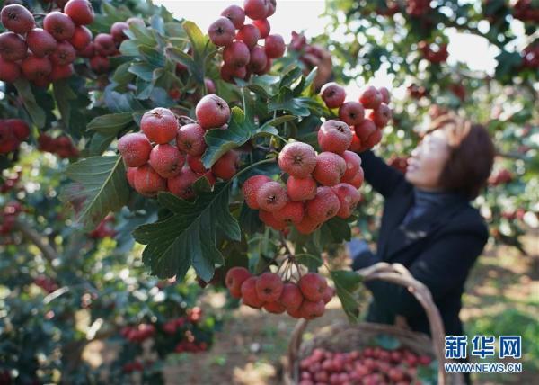 茶棚鄉最新發展規劃