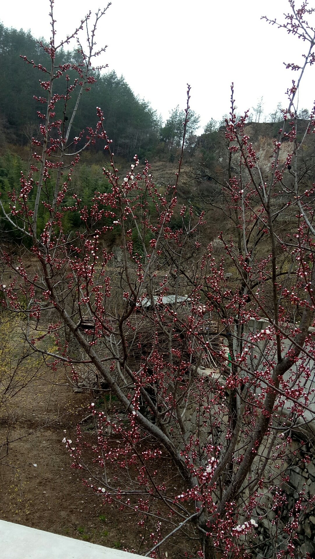 寺溝鄉最新天氣預報