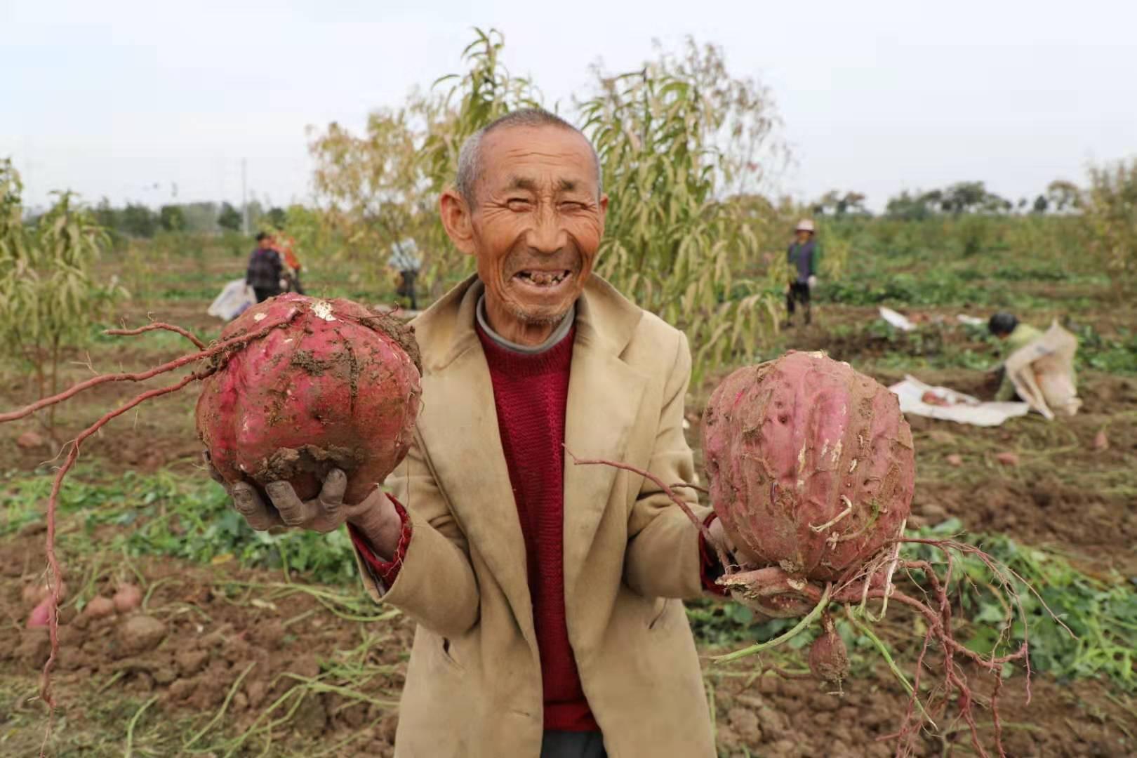 泗縣農業農村局推動農業現代化，助力鄉村振興新動態