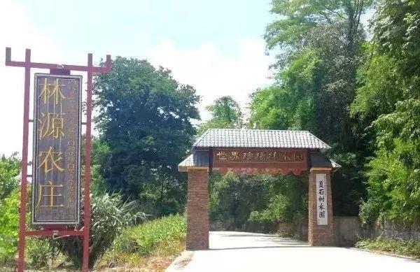 林源鎮街道重塑城鎮風貌，推動最新項目經濟發展新篇章