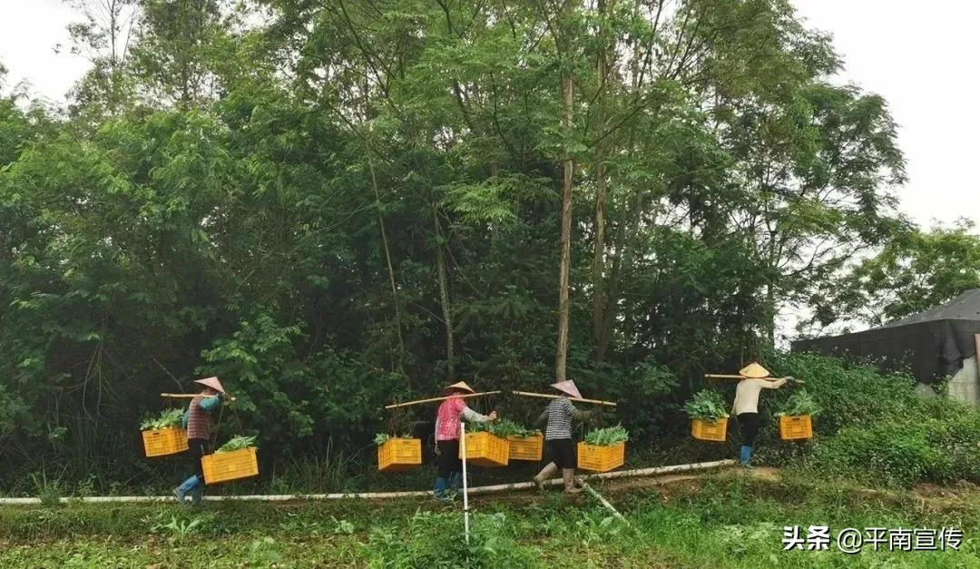 大獲村新項目啟動，鄉村振興新篇章