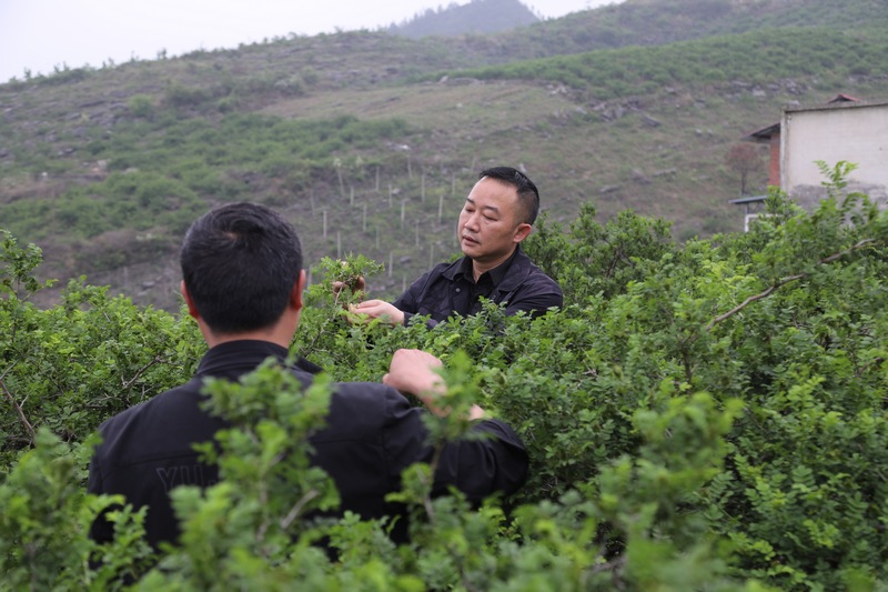 荔波縣農業農村局最新項目，推動農業現代化，助力鄉村振興