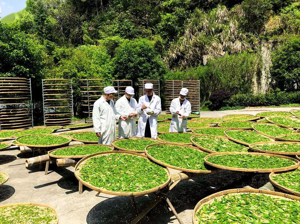 荔波縣農業農村局最新項目，推動農業現代化，助力鄉村振興