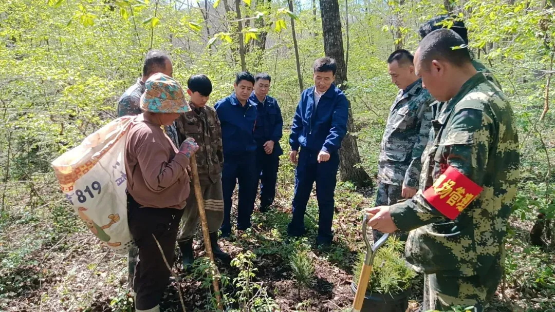 石砬山林場，生態恢復與可持續發展的先鋒典范新聞速遞