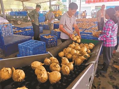 大市鄉領導團隊引領鄉村發展新篇章開啟