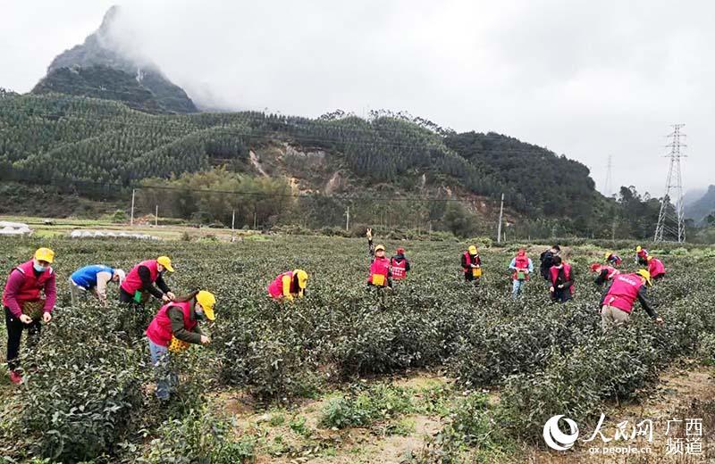 馬家山茶場村委會招聘啟事概覽