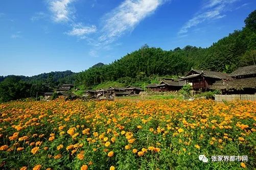 青安坪鄉最新項目，引領鄉村發展的動力源泉