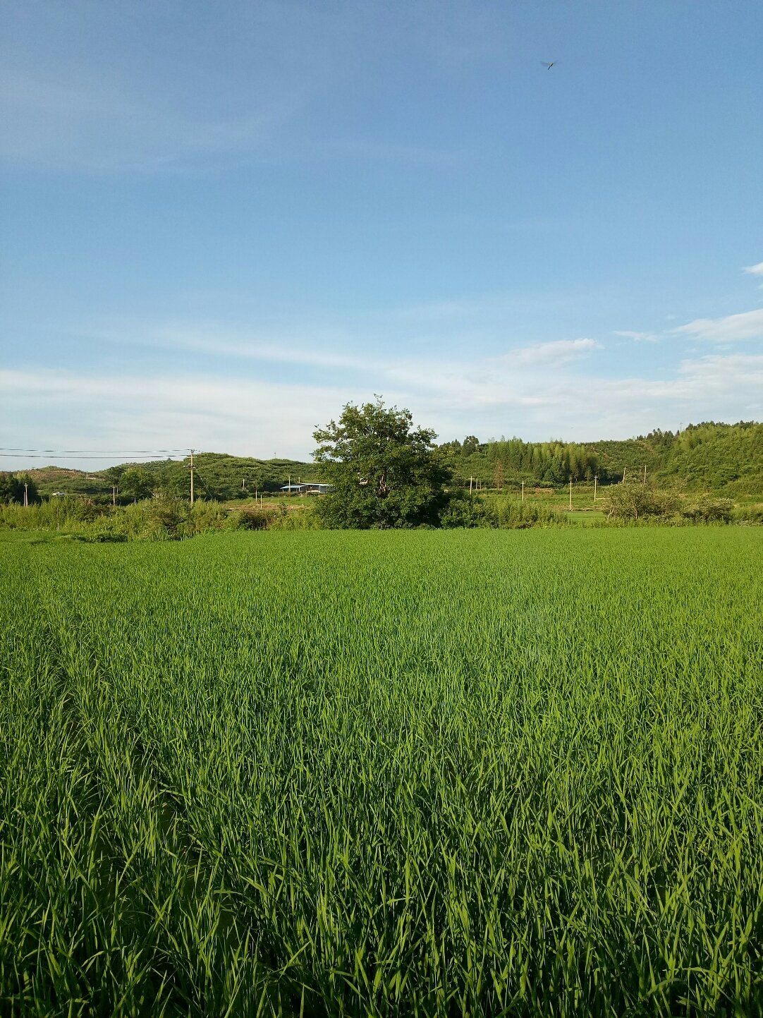 大西江農場天氣預報更新通知