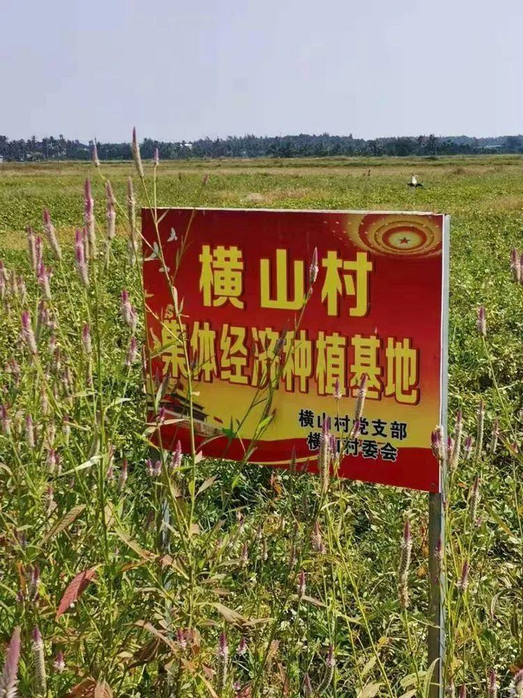 橫山村新任領導團隊，引領鄉村發展的核心力量