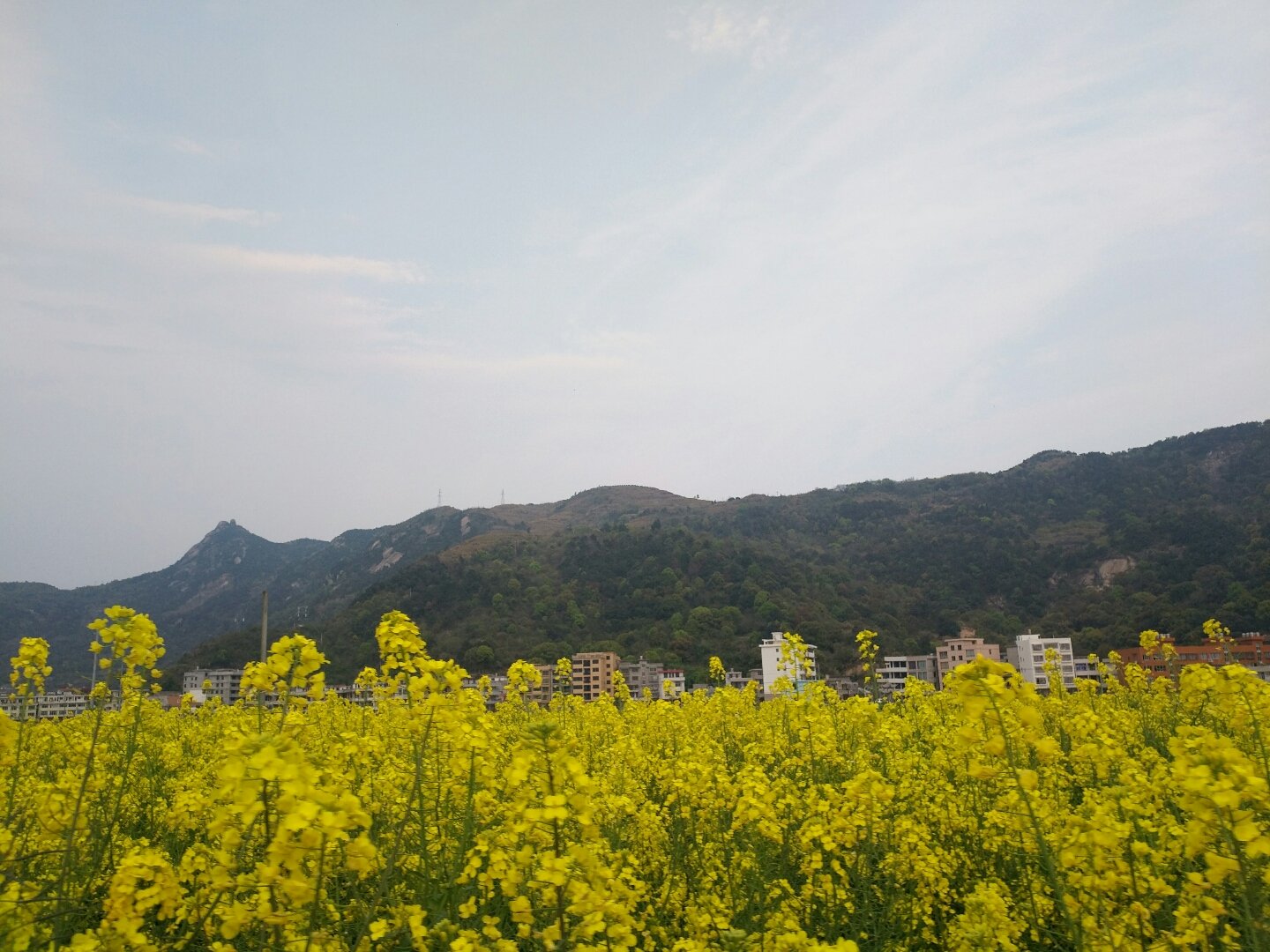 大門鎮天氣預報更新通知